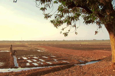 sahel