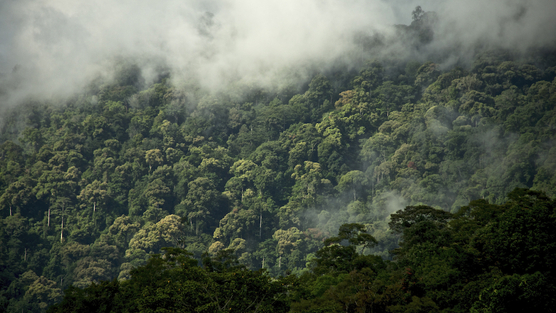 rainforest-canopy
